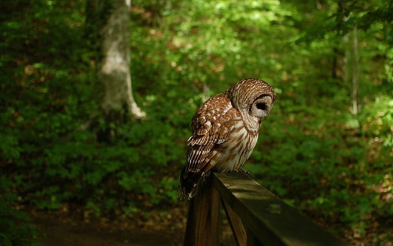 Owl bird forest-Animal, HD wallpaper