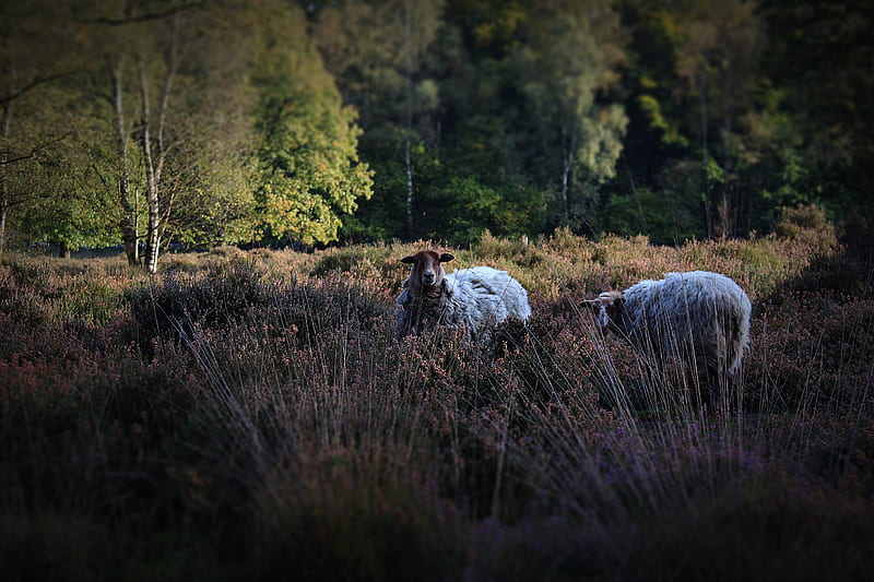 two white lamb near trees, HD wallpaper