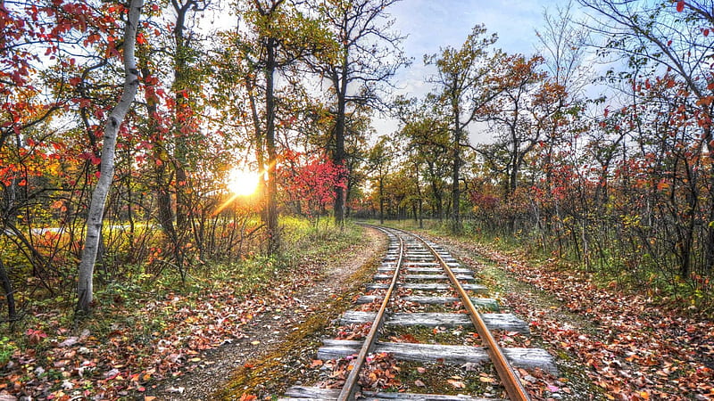 old train track in autumn at sunrise r, forest, autumn, leaves, r, sunrise, tracks, HD wallpaper
