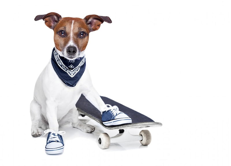Cool dog, caine, creative, animal, cute, sport, skateboard, jack russell terrier, funny, white, shoes, puppy, dog, HD wallpaper