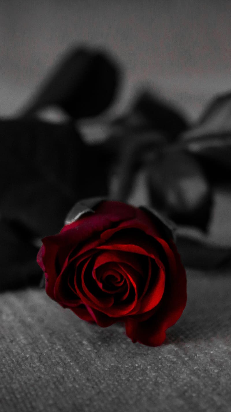 Red Rose Flower With Black Leaf, red rose flower, leaves, black, background,  HD phone wallpaper | Peakpx