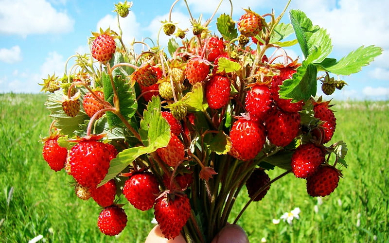 Bouquet of Wild Strawberries, strawberries, strawberry, bouquet, wild, HD wallpaper