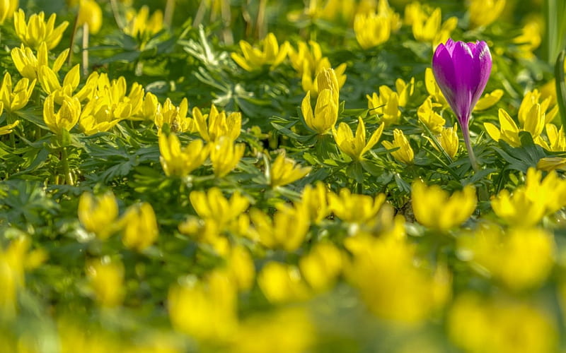 Spring, crocus, green, flower, yellow, pink, field, HD wallpaper