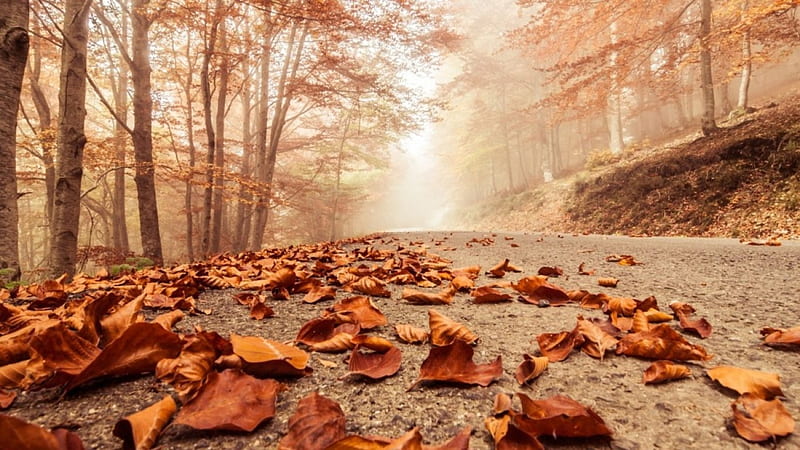 *, forest, autumn, misty road, nature, trees, beech, scene, HD wallpaper