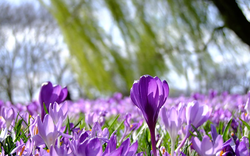 Crocus, spring purple flowers, spring, crocuses, wild flowers, HD wallpaper