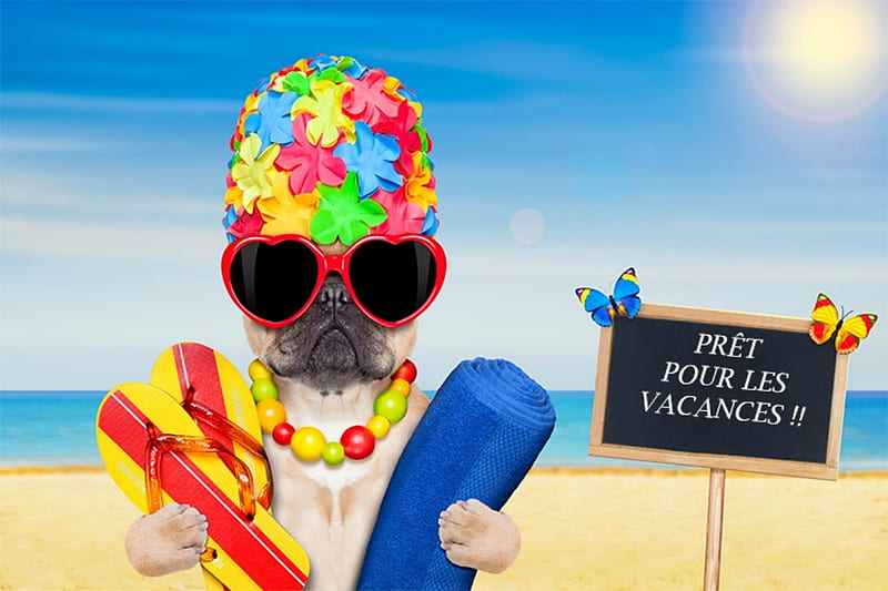 Enjoy your Summer!, colorful, holiday, caine, animal, sunglasses, beach,  summer, HD wallpaper | Peakpx