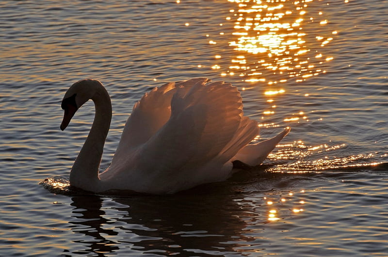 *** Beautiful swan and sunset ***, labedzie, jezioro, zwierzeta, ptaki, HD wallpaper