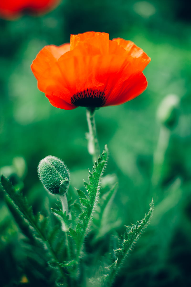 red common poppy flower selective focus phography, HD phone wallpaper