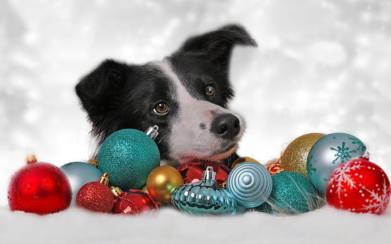 Merry Christmas!, ball, deco, border collie, craciun, christmas, caine, dog, animal, HD wallpaper