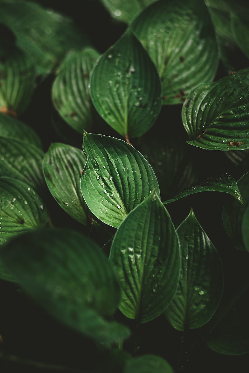 leaves, drops, macro, dew, plant, HD phone wallpaper