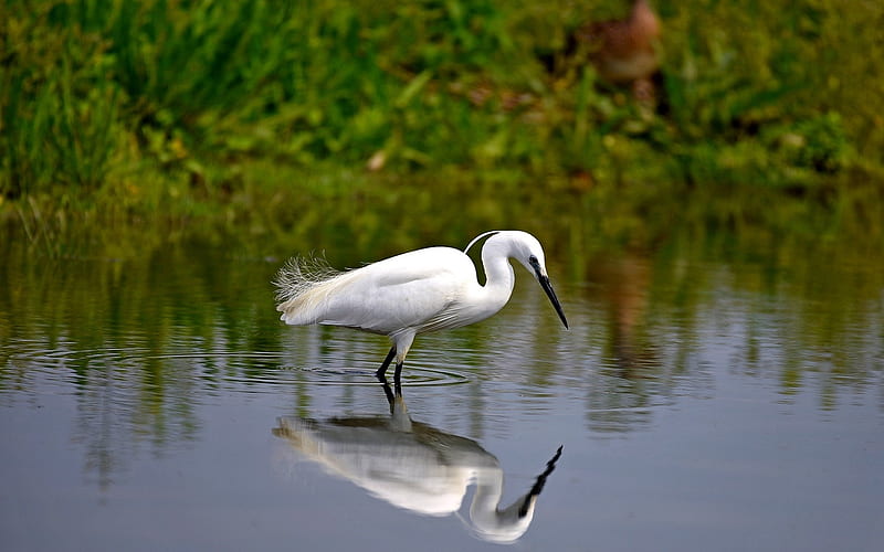 Snowy Egret, water, reflection, bird, egret, heron, HD wallpaper