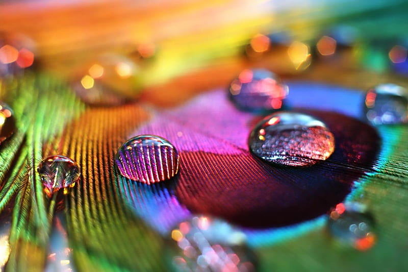Water drops on a peacock feather, red, colorful, orange, water drop, peacock, yellow, rainbow, green, feather, macro, texture, pink, blue, HD wallpaper