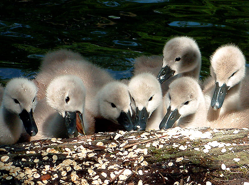 Sweet Baby Swans, nature, swan, baby, animal, HD wallpaper
