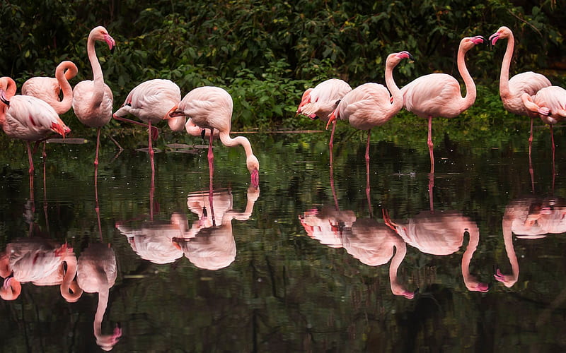 flamingos, lake, pink birds, beautiful birds, pink flamingos, HD wallpaper