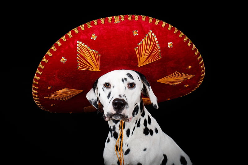 senorita, cute, funny, dogs, animal, HD wallpaper