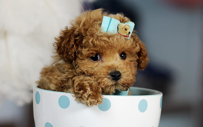 brown dog, poodle, cute animals dogs, cup, brown puppy, Toy poodle, HD wallpaper
