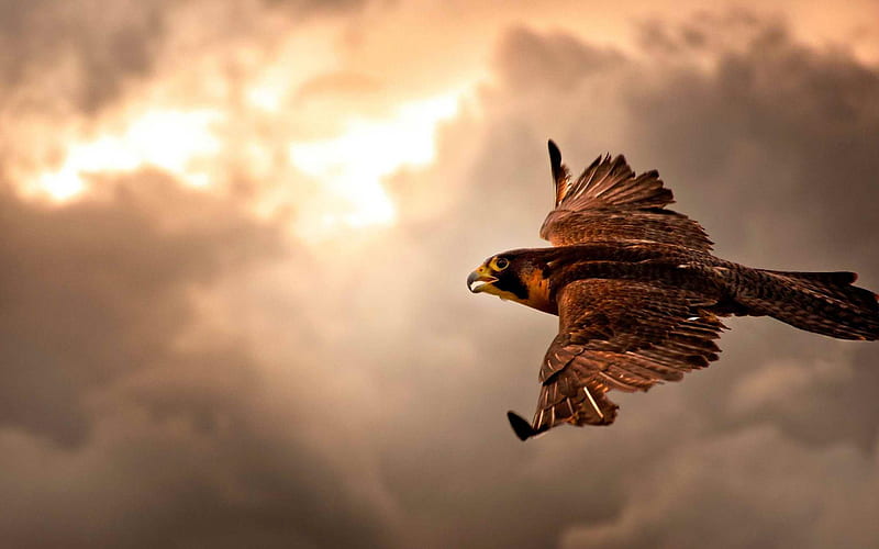 Falcon in flight-Animal graphy, HD wallpaper | Peakpx
