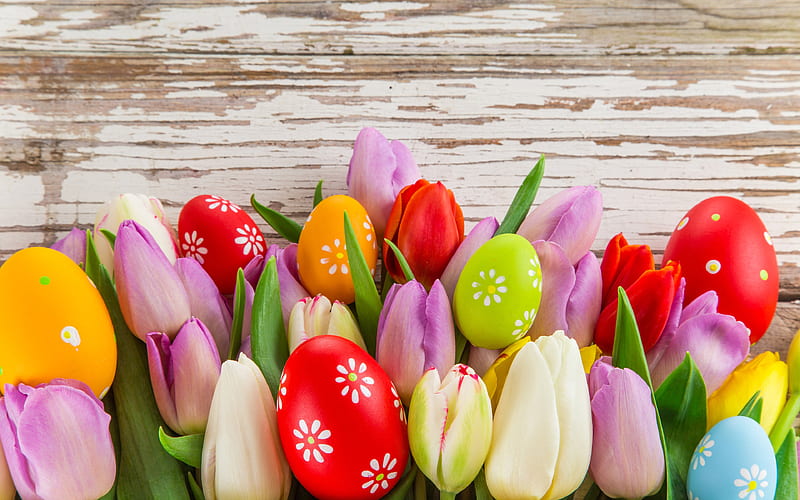 tulips and eggs Happy Easter, wooden backgrounds, colorful eggs, easter eggs backgrounds, Easter backgrounds, Easter, HD wallpaper