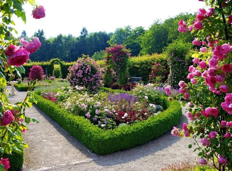 beautiful rose garden, flowers, garden, nature, bonito, roses, HD wallpaper