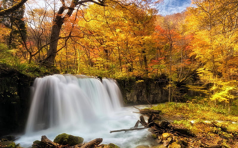 waterfall, autumn forest, yellow trees, autumn, river, yellow leaves, HD wallpaper