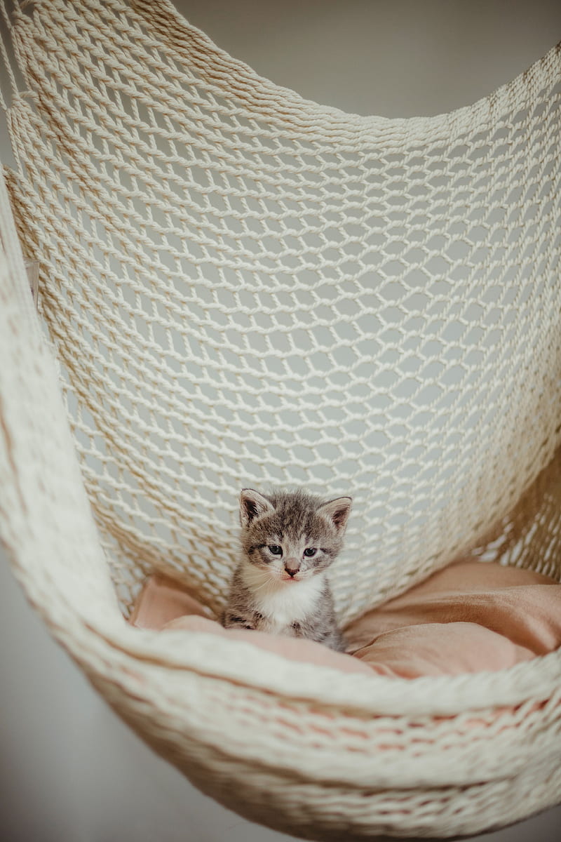 kitten, cat, pet, gray, hammock, HD phone wallpaper