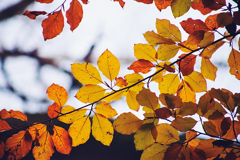 leaves, yellow, dry, branch, autumn, HD wallpaper