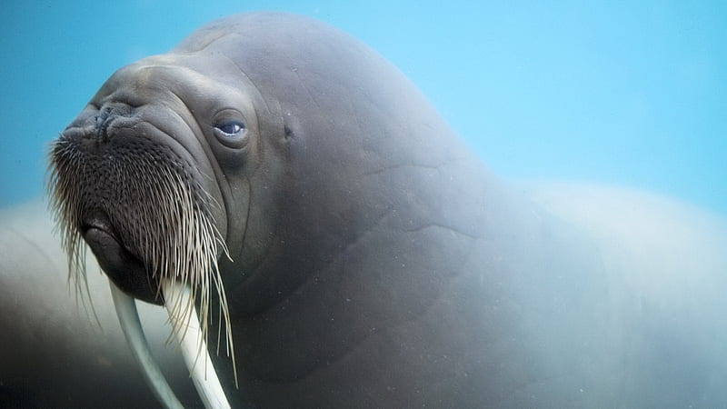 walrus, seal, tusk, animal, HD wallpaper