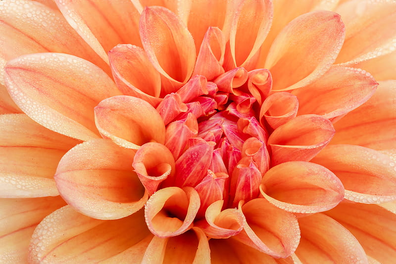 orange flower in macro lens, HD wallpaper