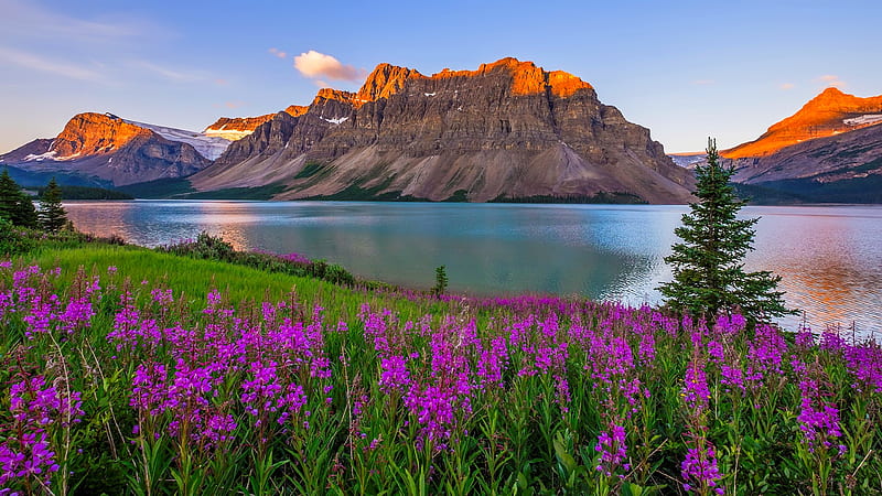 Lake sunrise, mountain, National park, Canada, wildflowers, Bow, Alberta, bonito, lake, Banff, HD wallpaper