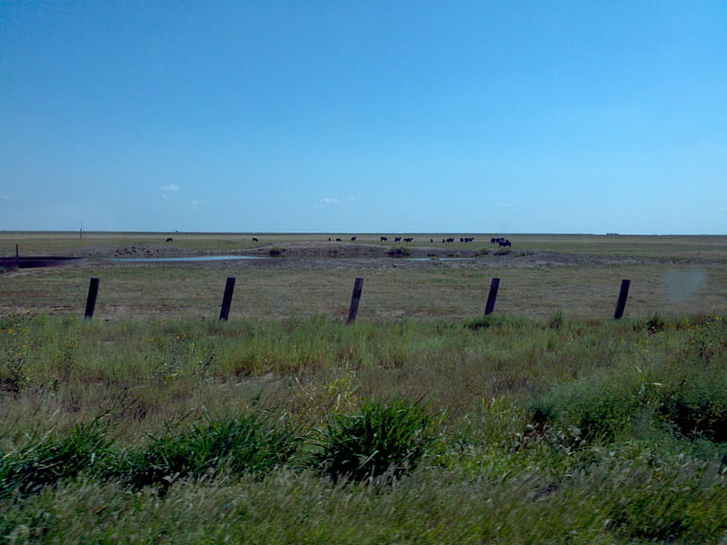 Grass Plains, prairie, plains, grass, reserve, HD wallpaper