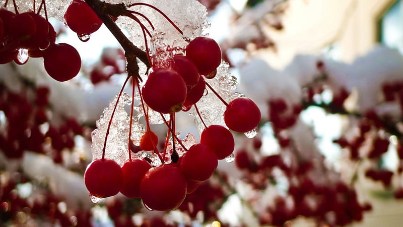 Morning snow, red abstract, winter, cold, graphy, snow, berries macro, ice, nature, frozen, frost, HD wallpaper