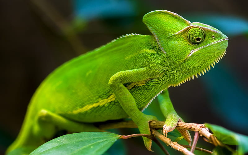 Chameleon, reptile, lizard, green chameleon, HD wallpaper