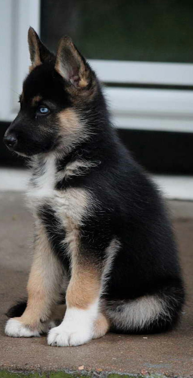 Cute puppy, german, shepherd, HD phone wallpaper | Peakpx