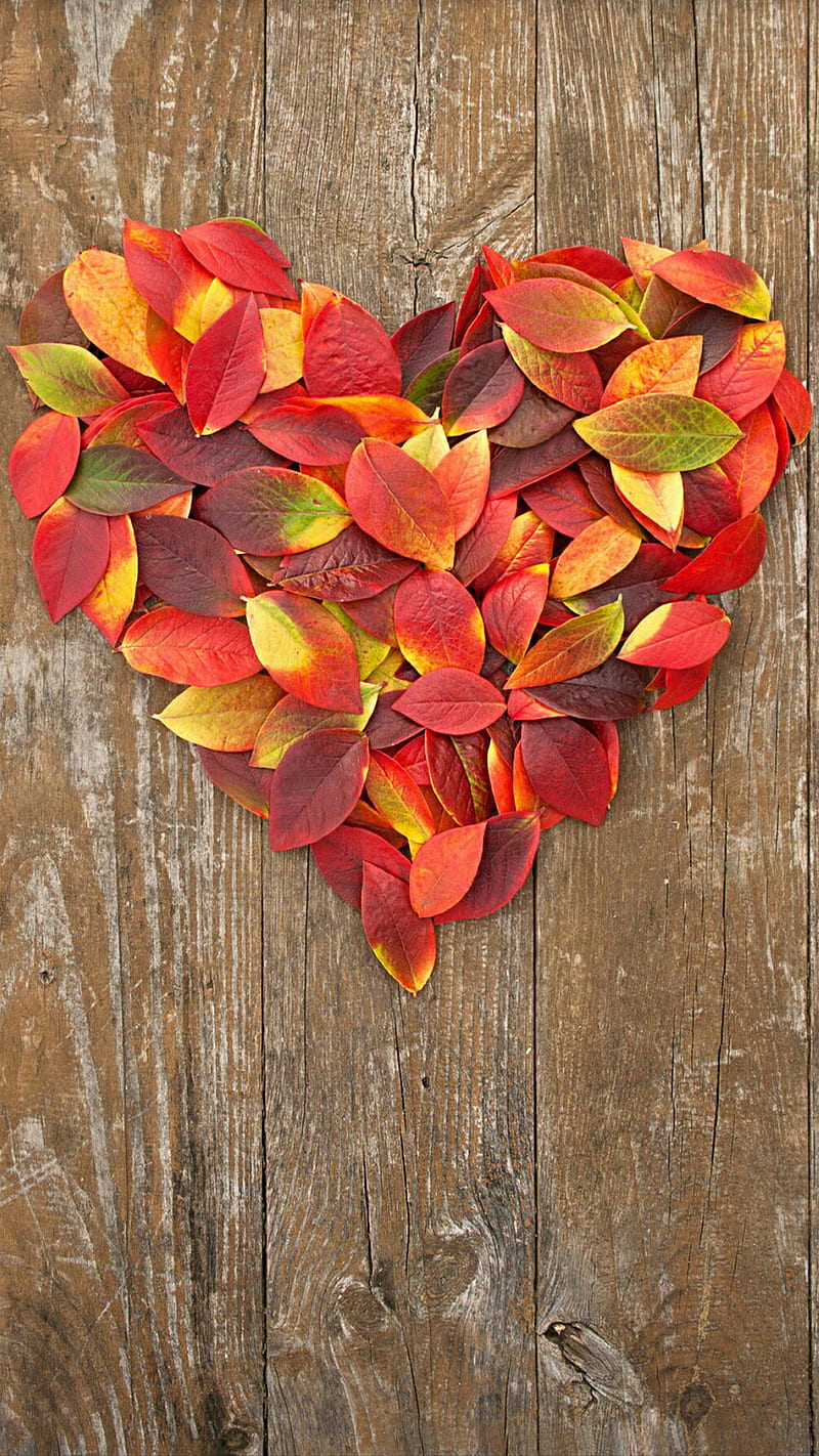 heart shape leaves, nature, wood, HD phone wallpaper