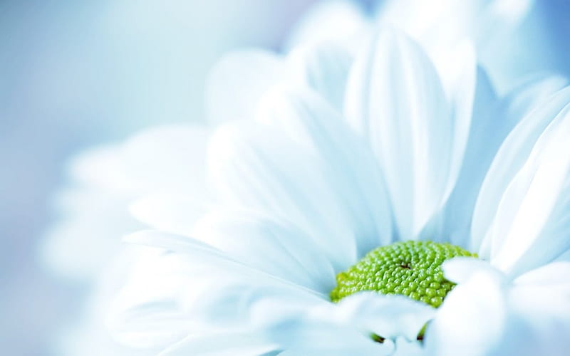Macro de una flor blanca, bonita, encantadora, hermosa, primavera, de  cerca, Fondo de pantalla HD | Peakpx