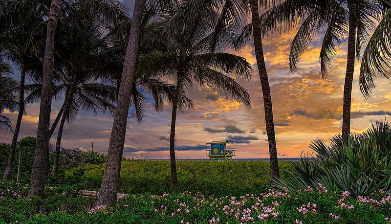 graphy, beach, Florida, Miami Beach, Palm Tree, Sunset, HD wallpaper