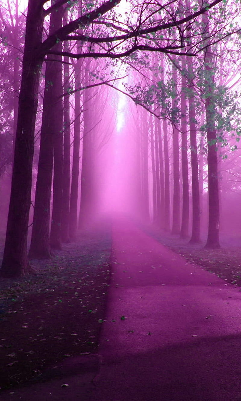 purple misty forest, cool, fog, natural, nature, new, trees, HD phone wallpaper