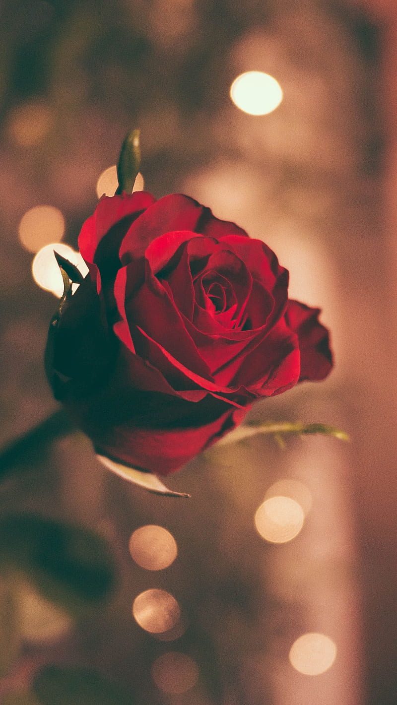 Download wallpaper 1280x2120 dark red roses decorative iphone 6 plus  1280x2120 hd background 9700
