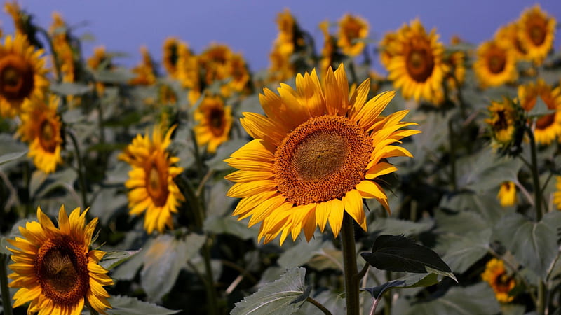 Sunflowers, fiekd, sun, garden, sky, HD wallpaper