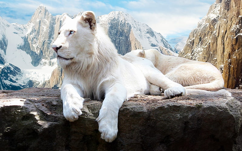Lion In Snow , lion, snow, white, animals, HD wallpaper