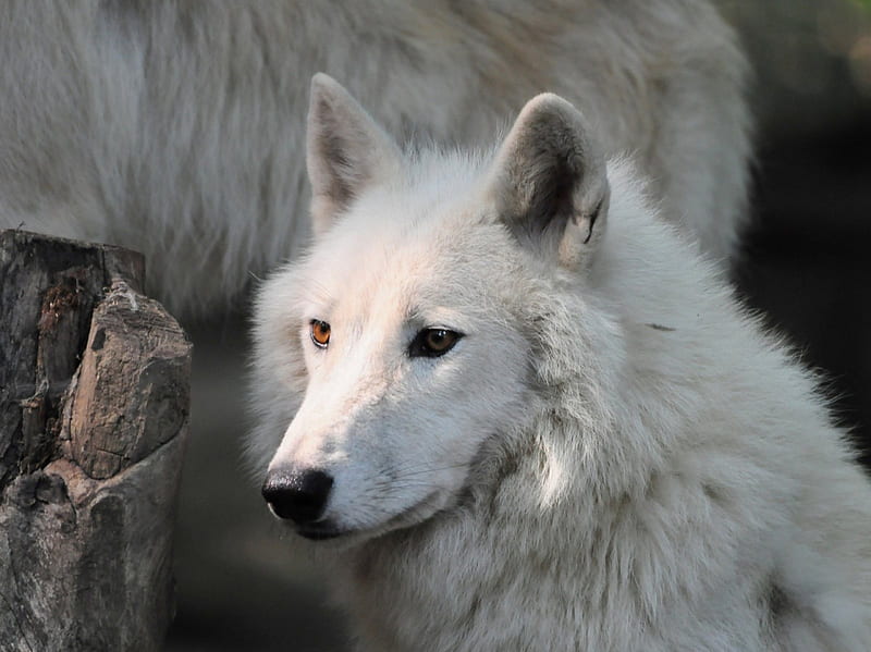 WHITE WOLVE, arktis, white, wolve, natur, HD wallpaper | Peakpx