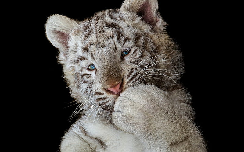 small white tiger cub, predator, portrait, white tigers, blue eyes, HD wallpaper