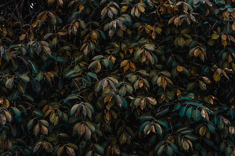 leaves, bushes, plant, vegetation, HD wallpaper