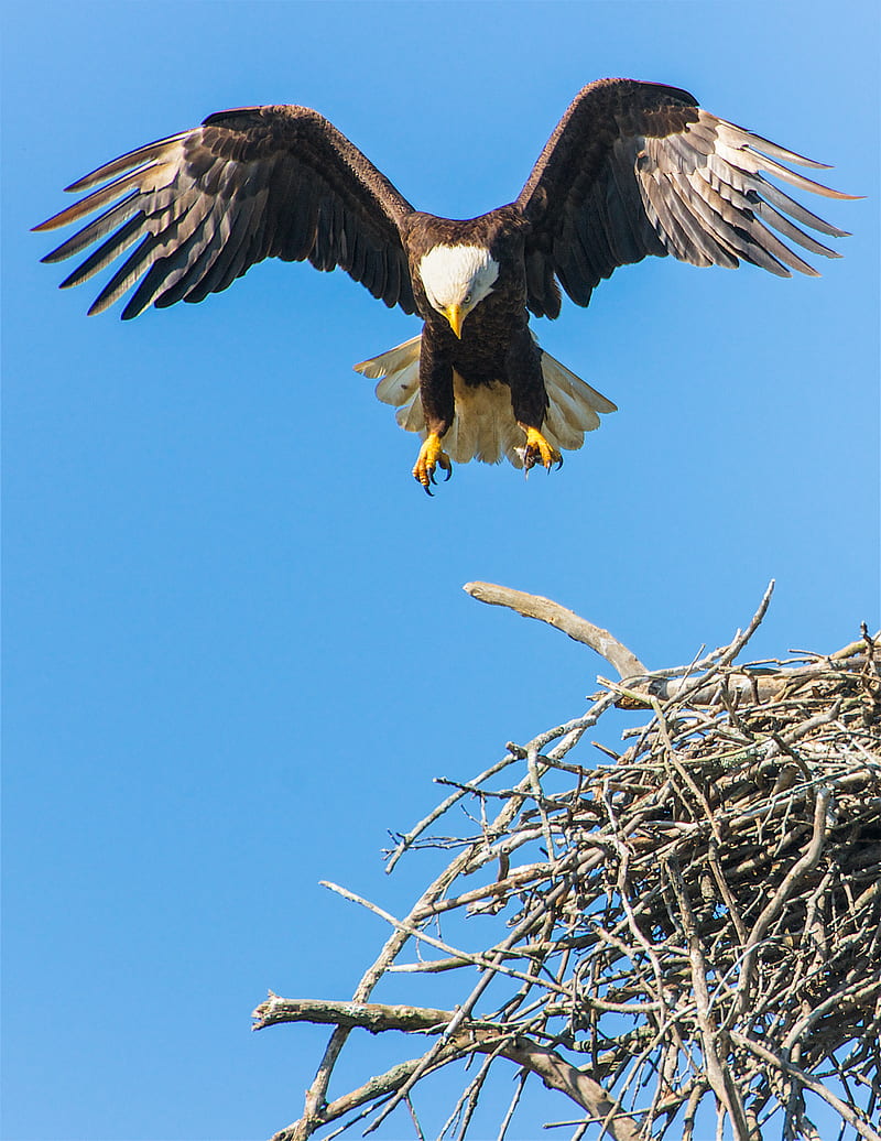 bald eagle flap its wing from nest, HD phone wallpaper