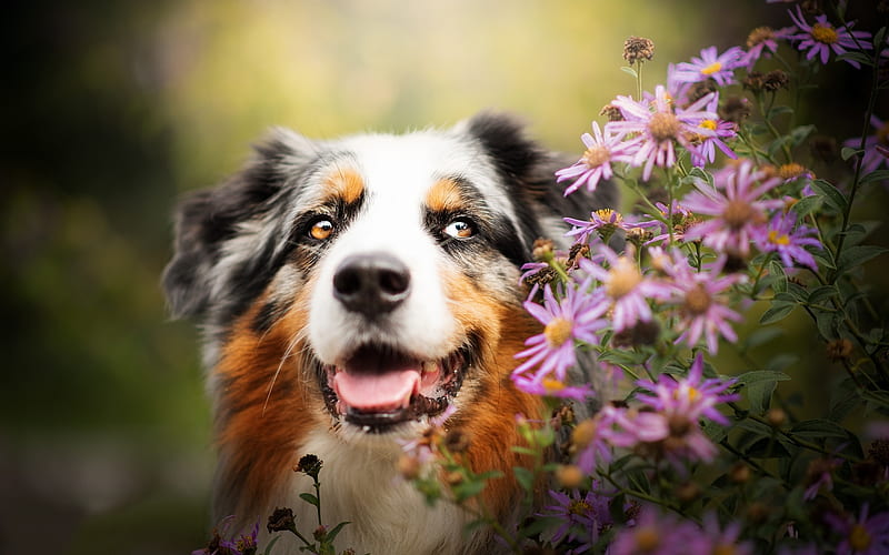 Aussie, flowers, Australian Shepherd, cute dog, pets, bokeh, dogs, Australian Shepherd Dog, Aussie Dog, HD wallpaper