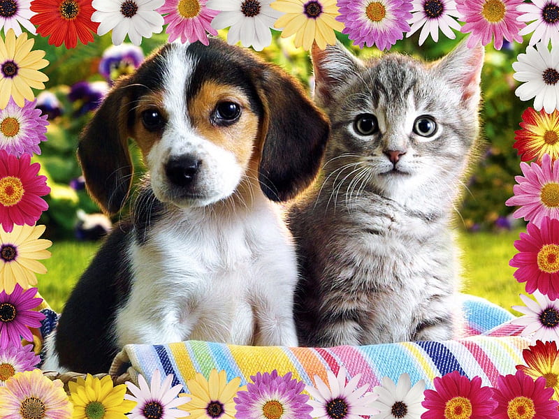 Best Flower Friends, baskets, best friends forever, grass, beagle puppies, kittens, towels, parks, puppies, gray kittens, flower, nature, cats, animals, dogs, HD wallpaper