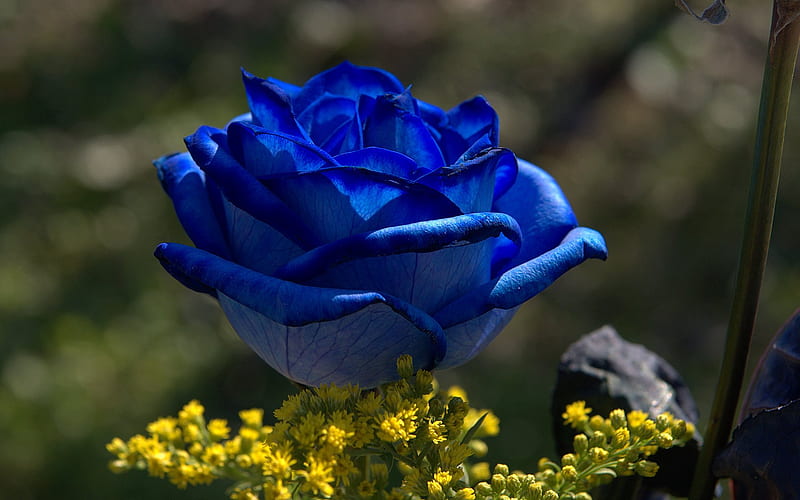 Rosa azul, naturaleza, hermosa, rosa, azul, Fondo de pantalla HD | Peakpx