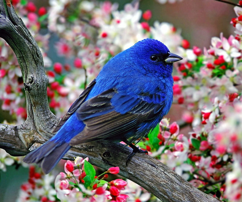 Blue Bird, bonito, bloom, blossoms, nature, spring, tree, HD wallpaper