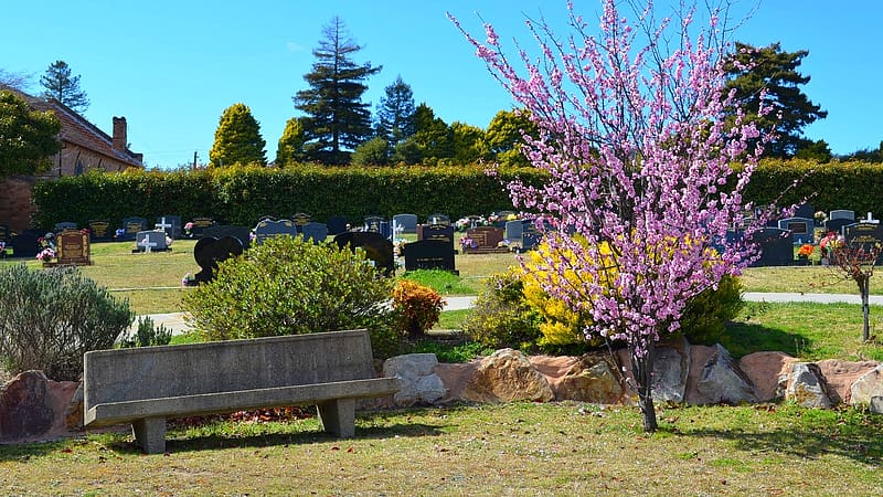 Tree, Bench, Australia, Grave, Blossom, Religious, Cemetery, Headstone, Lithgow, HD wallpaper