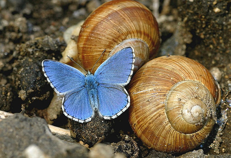 blue butterfly for Monarch, friend, butterfly, snail, nature, collection, blue, HD wallpaper